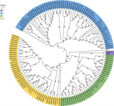 Identification and analysis of BAHD superfamily related to malonyl ginsenoside biosynthesis in Panax ginseng